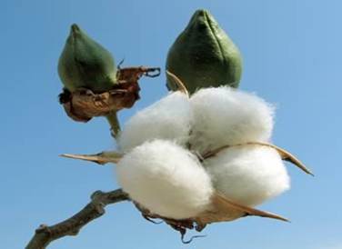 Description: cotton-plant