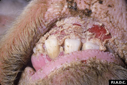 Description: Rinderpest: Bovine, oral mucosa. There is severe diffuse necrosis/coalescing ulceration of the dental pad; mandibular mucosa contains smaller erosions.