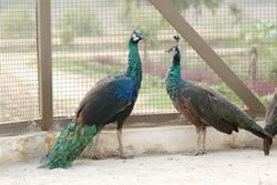 10 Pefowl Avairy B (1)
