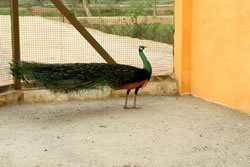 10 Pefowl Avairy B (4)