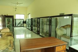 6. Zoological Museumv (1) B