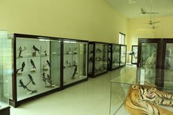 6. Zoological Museumv (1)