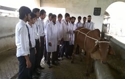 Casting Of Animal
