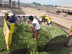 Silage Making Demo 1
