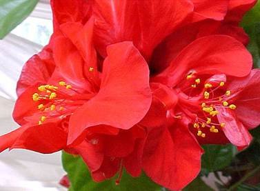 Description: hibiscus_index