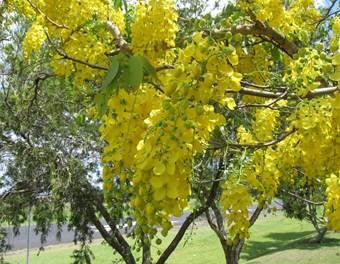 Description: Cassia_fistula