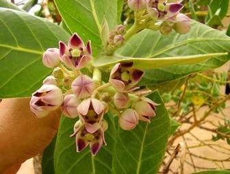 Description: Calotropis