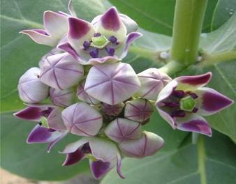 Description: Calotropis_procera_PhilaeSM