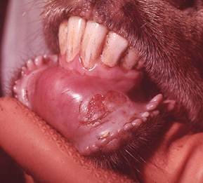 Description: http://www.cfsph.iastate.edu/DiseaseInfo/ImageDB/FMD/FMD_003.jpg