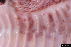 Description: Rinderpest: Bovine, hard palate. Palate erosion.